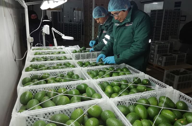 images/1676447151785avocado grading machine.jpg